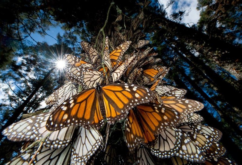 25bizarre-natural-phenomena-monarch-migration-1