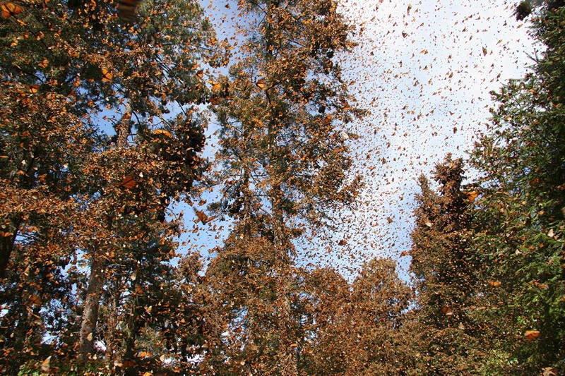 26bizarre-natural-phenomena-monarch-migration-2