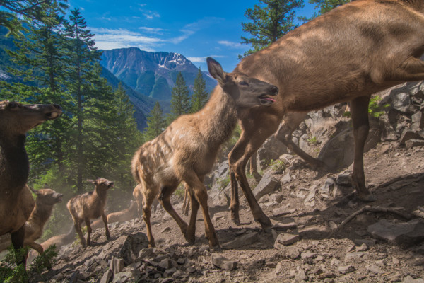 Elk migrating towards Yellowstone National Park in late June (6/30/2015 10:10:10AM). This specific location is in the Shoshone National Forest in western Wyoming. These elk winter on private ranchlands far from Yellowstone, but migrate over the mountains to Yellowstone National Park for the summer, park boundaries create significant issues for wildlife like these elk, which are being highlighted during the 100yr anniversary of the National Park Service in 2016. This photo was made with a motion triggered camera trap, the elk did not know that they were being photographed., national geographic, News and Press Releases, "Invisible Boundaries